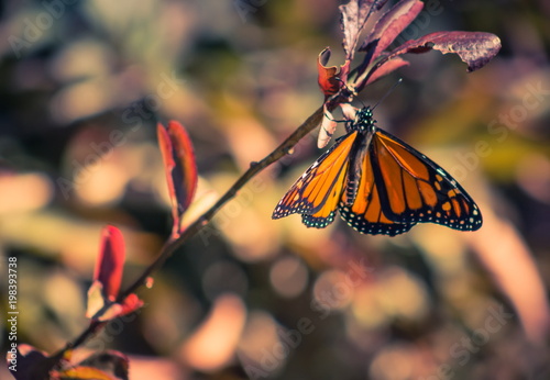 Close Up image of a Monarch Butterfly in a Garden