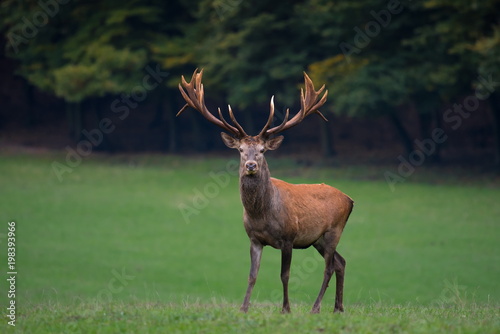 Red deer stag looks into camera