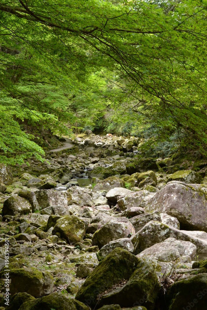 赤目四十八滝の新緑