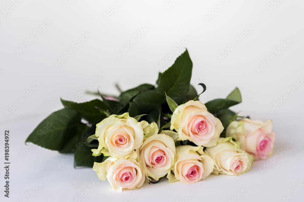 Romantic blooming tender cream roses. Bouquet for beloved only. Concept for all festive events, birthday, Valentine's Day. Copy space Romantic blooming tender cream roses. Bouquet for beloved only. Concept for all festive events, birthday, Valentine's Day. Copy space