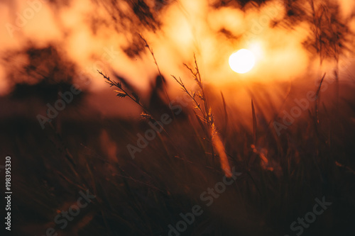 Grass with the sun in the sunset