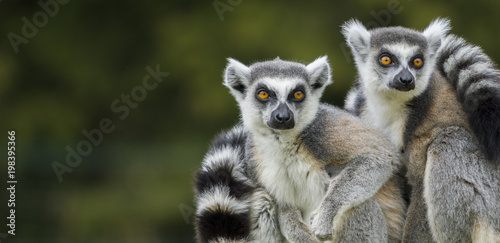 Nahaufnahme von zwei Lemuren  photo