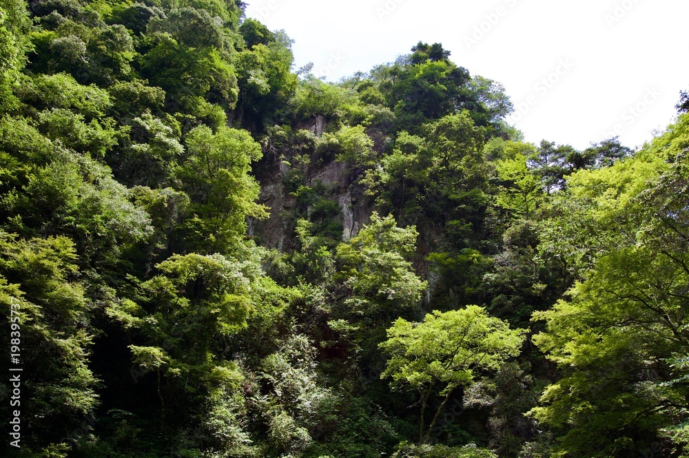 Obraz premium Akame 48 Waterfalls: Valley view of a mysterious scenery with giant trees & huge moss covered rock formations, untouched nature and lush green vegetation in rural Japan near Osaka