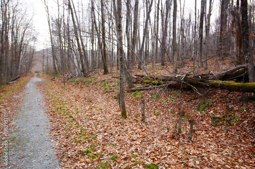 wooded path 