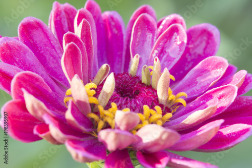 bright pink flower 