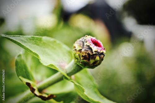 flower bud in morning 