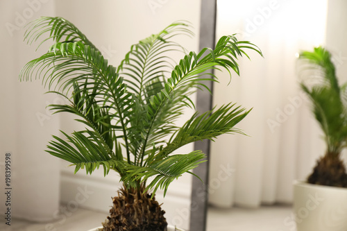 Tropical plant with green leaves near mirror indoors