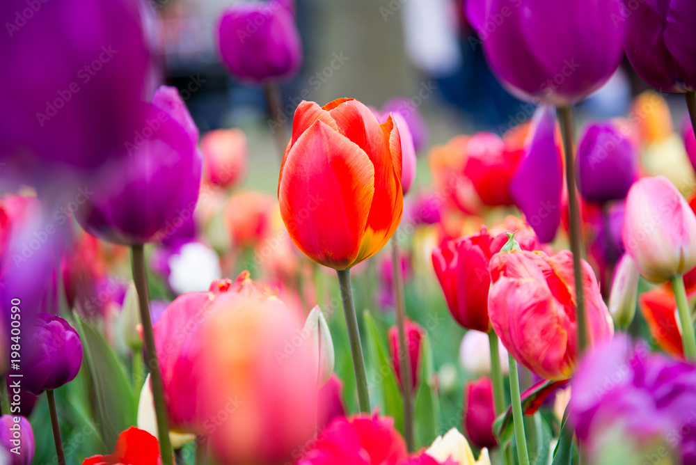 Colorful tulips in the park. Spring landscape Colorful tulips in the park. Spring landscape