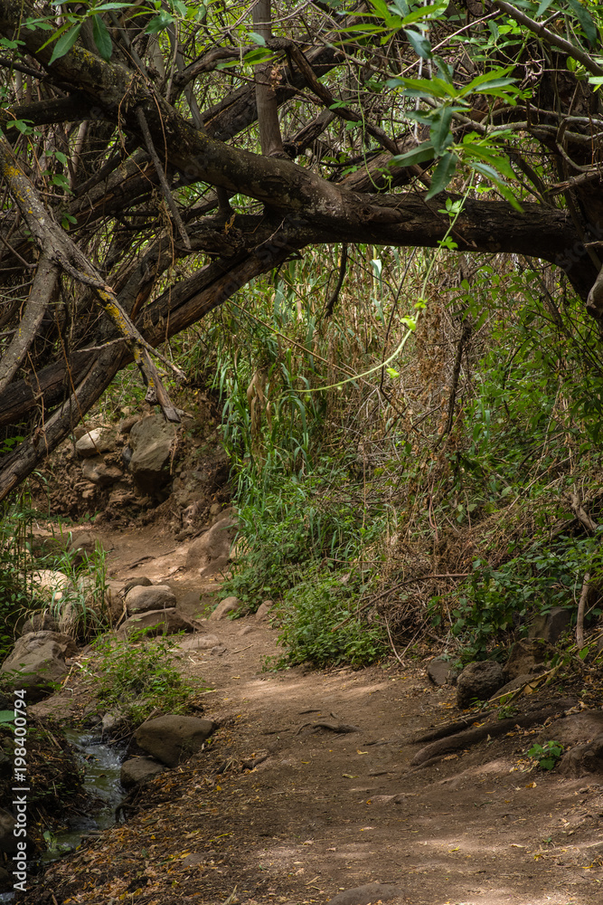 Fußweg durch den Barranco de los Cernicalos, Gran Canaria Fußweg durch den Barranco de los Cernicalos, Gran Canaria