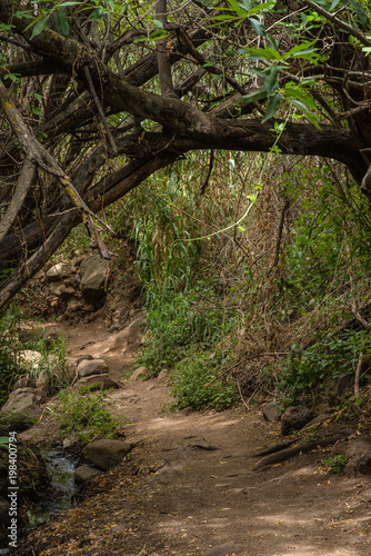 Fu  weg durch den Barranco de los Cernicalos  Gran Canaria