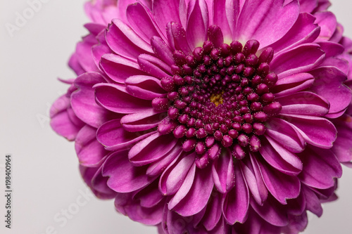 Macro of purple flower