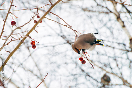 Beautiful waxwing sits on brunch of tree and eat berry. Colorful migratory songbird sing on sky background.
