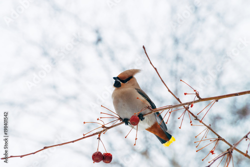 Beautiful waxwing sits on brunch of tree. Colorful migratory songbird sing on sky background.