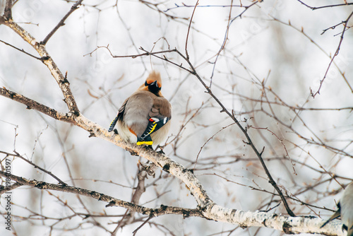 Beautiful waxwing sits on brunch of tree. Colorful migratory songbird sing on sky background.