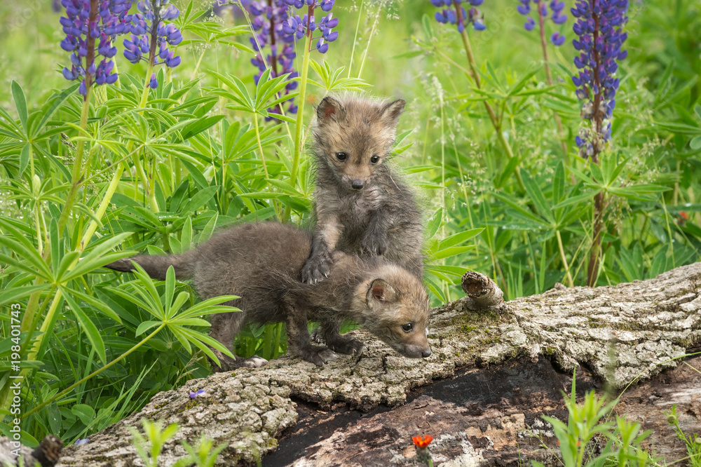 Red Fox (Vulpes vulpes) Kit Stands On Sibling Red Fox (Vulpes vulpes) Kit Stands On Sibling