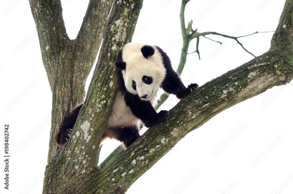 Obraz premium Giant Panda Climbing a Tree, Syczuan, Chiny. Tło białe niebo