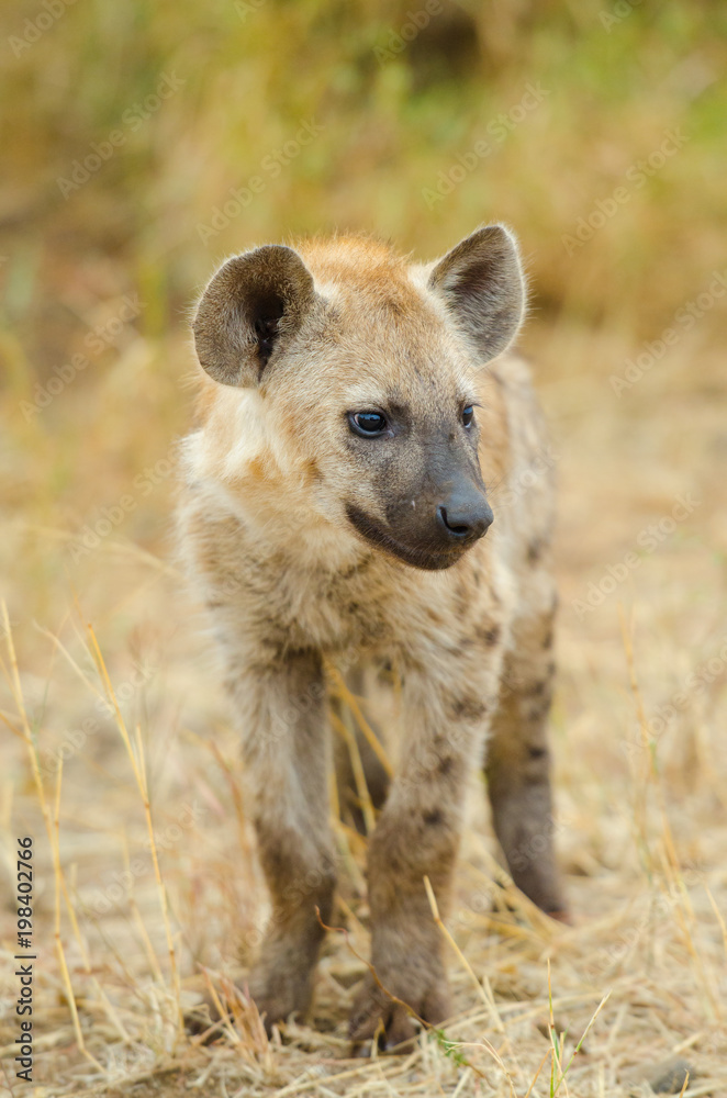 Spotted Hyena Standing Still, Kruger National Park, South Africa