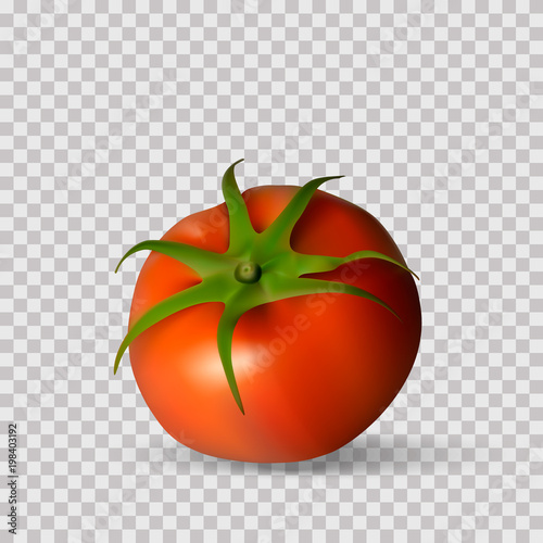 Red tomato. Whole Vegetables. Vector photorealism.