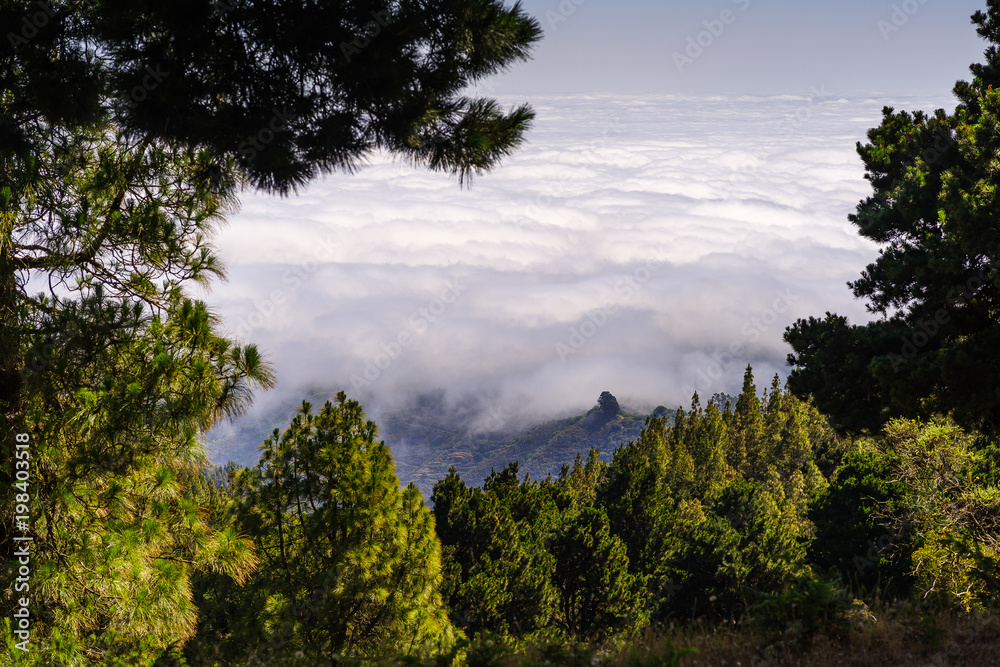 Blick über die Wolken, Kiefernbäume im Vordergrund, Gran Canaria