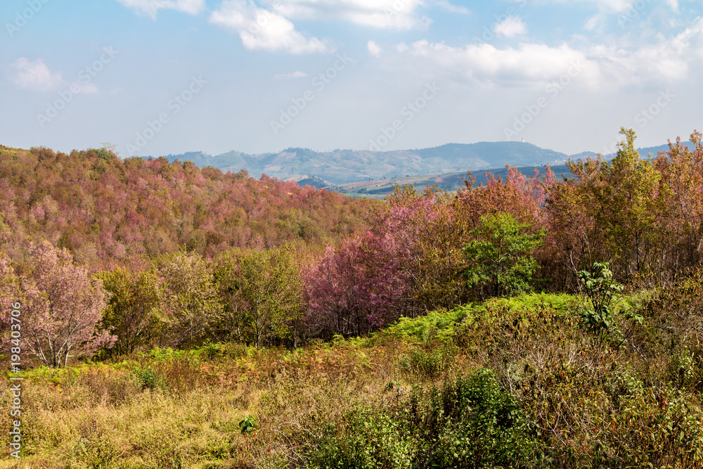 the beautiful pink flower field in the valley