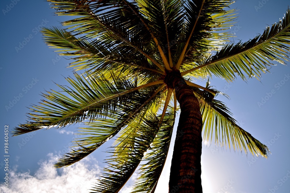 Palm trees a widely known symbol for relaxation and tropical vacation.