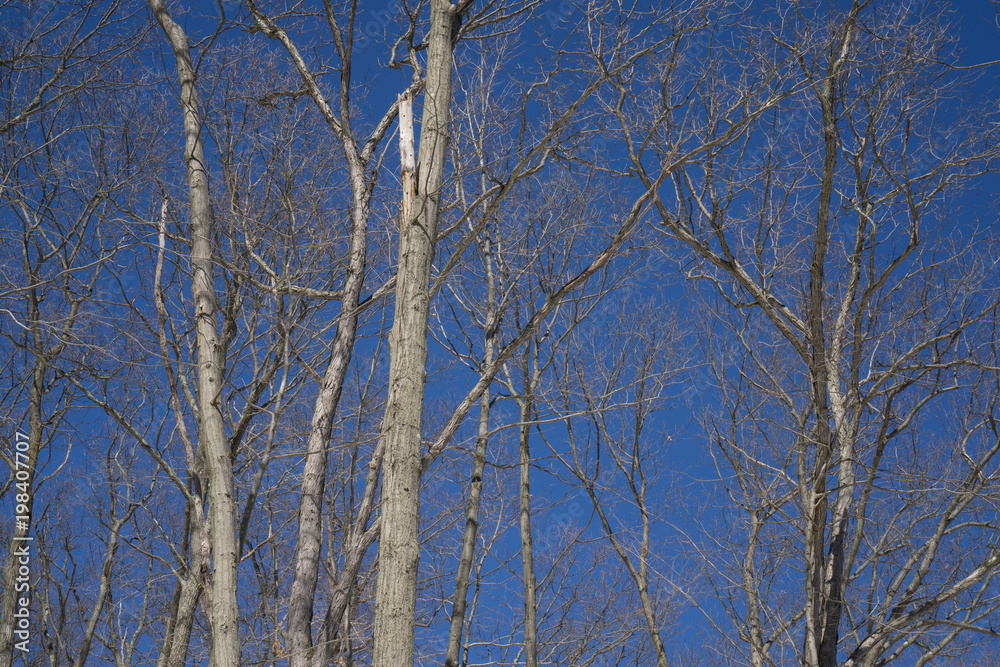 Trees 3 Trees 3