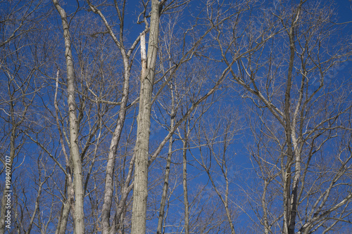 Trees 3