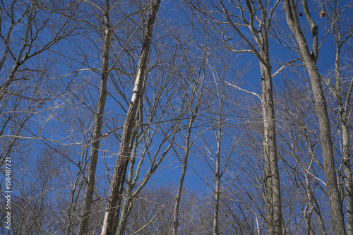 Trees 4