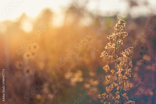 yellow autumn grass and sunset