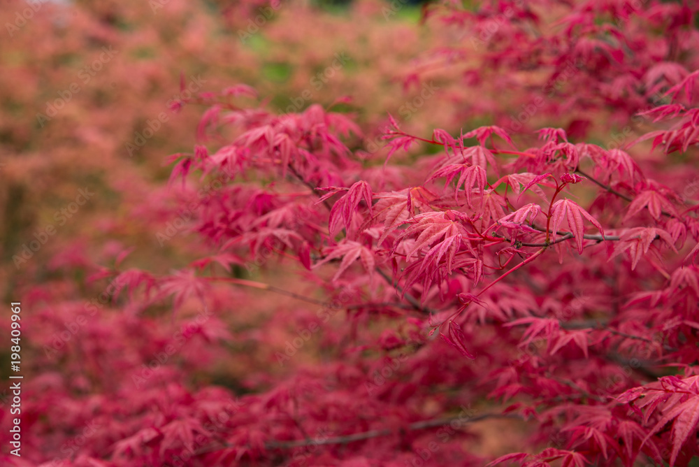 Red Fall Leaves, Japanese Maple with blurry background Red Fall Leaves, Japanese Maple with blurry background