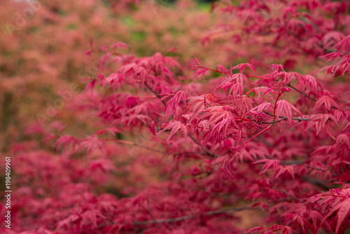 Red Fall Leaves  Japanese Maple with blurry background