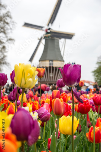 Fabulous landscape of windmill and tulips in Holland