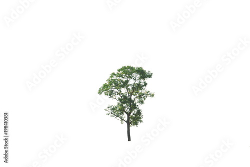 Tree gree leaf has white background.