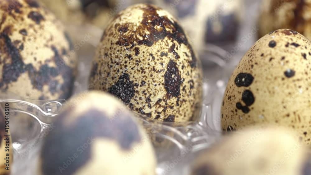 Uncooked quail eggs in pack. Rotating and closeup