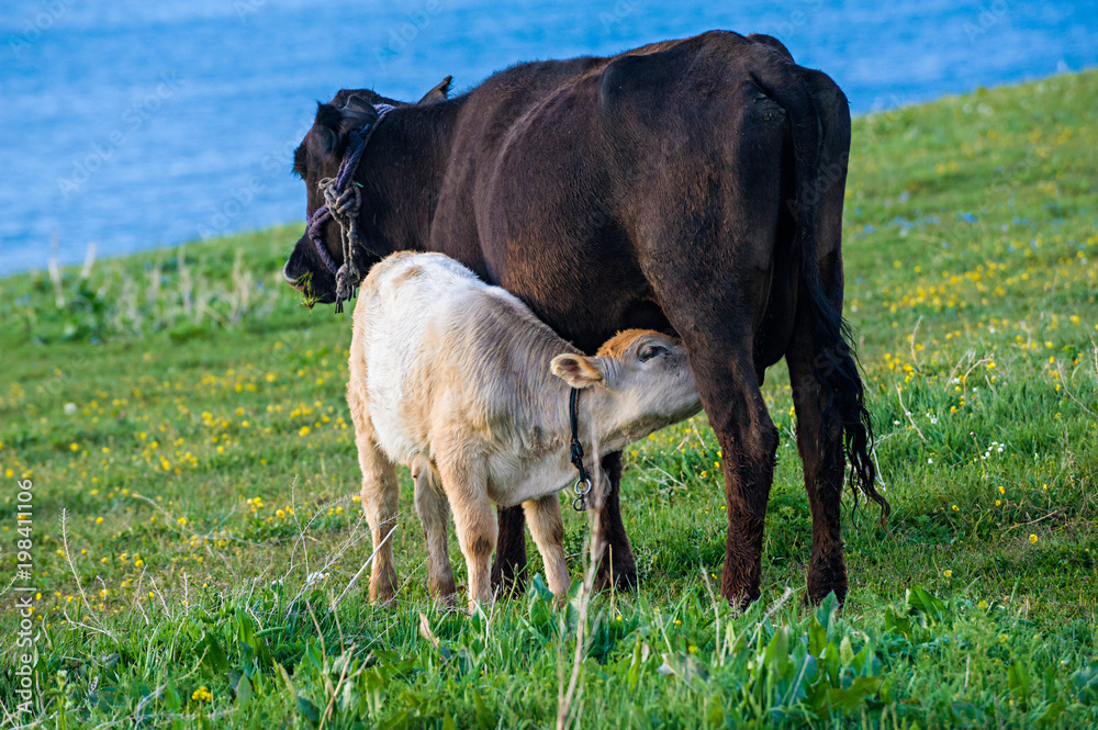 The calf feeds on the cow, Xinjiang of China
