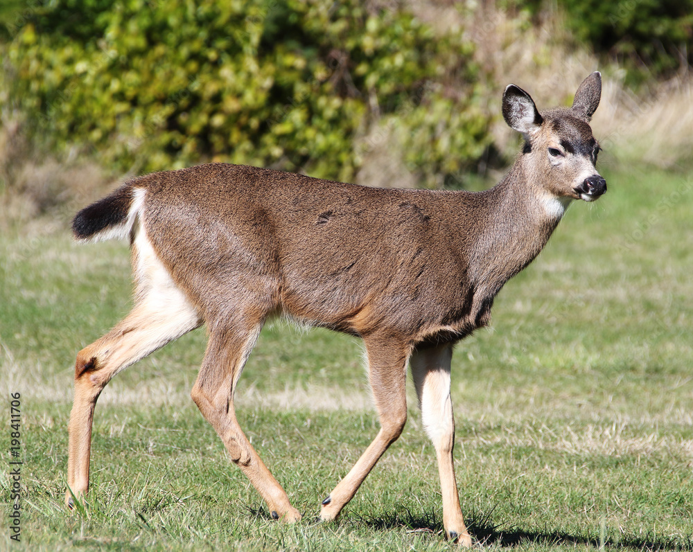 Black-Tailed Deer Walking on Green Lawn Black-Tailed Deer Walking on Green Lawn