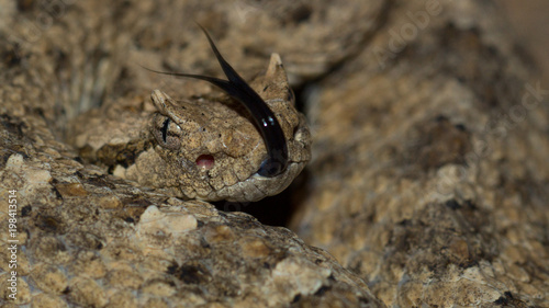 Crotalus cerastes photo