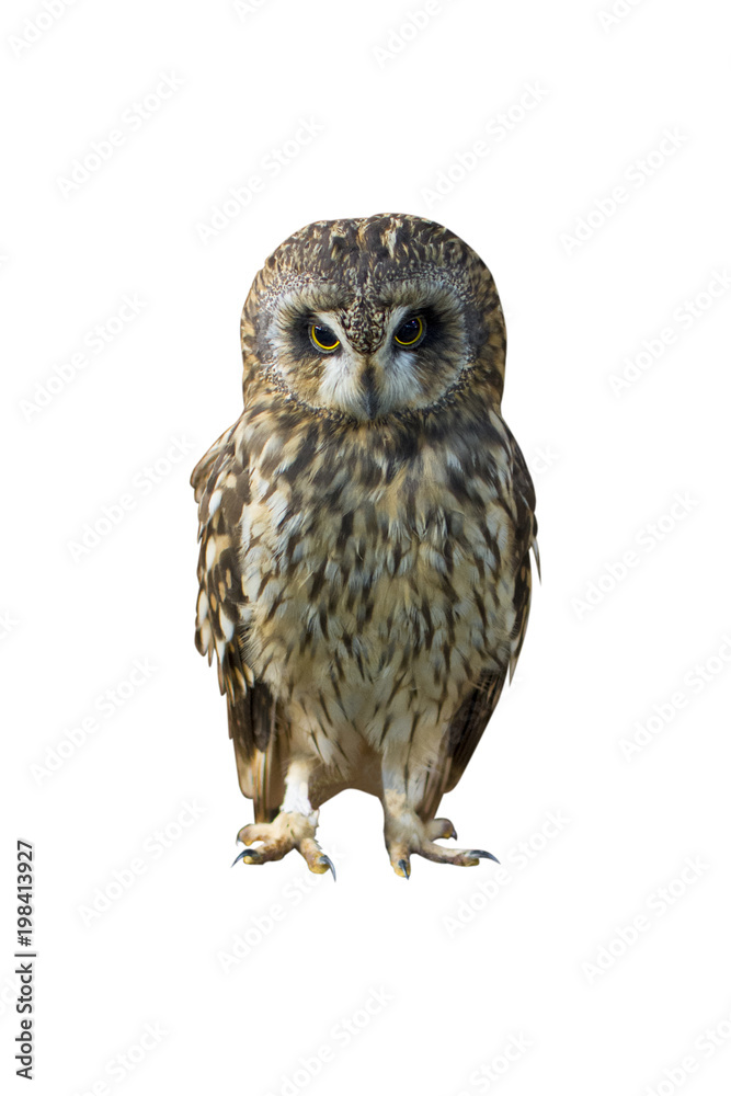 Naklejka premium Close up portrait of Owl with big eyes isolated on white background.