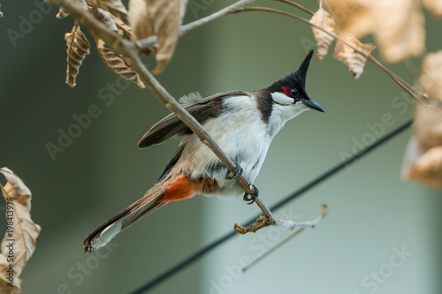 The red-whiskered bulbul or crested bulbul, is a passerine bird found in Asia. It is a member of the bulbul family.
