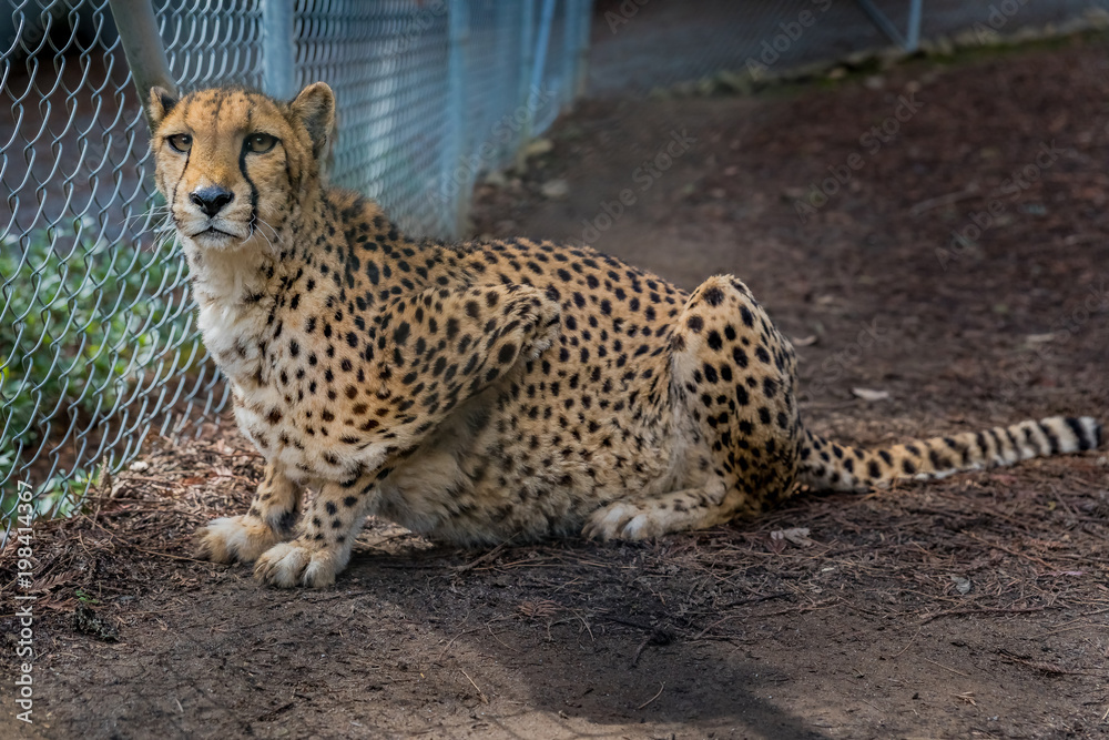 Wild cheetah in a cage at a sanctuary