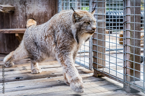 Photography Wild Canadian lynx in a cage at a sanctuary