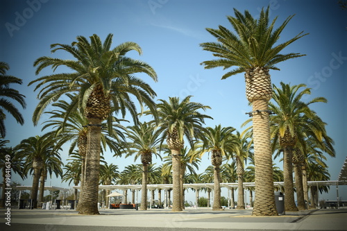 Palm trees © Miguel