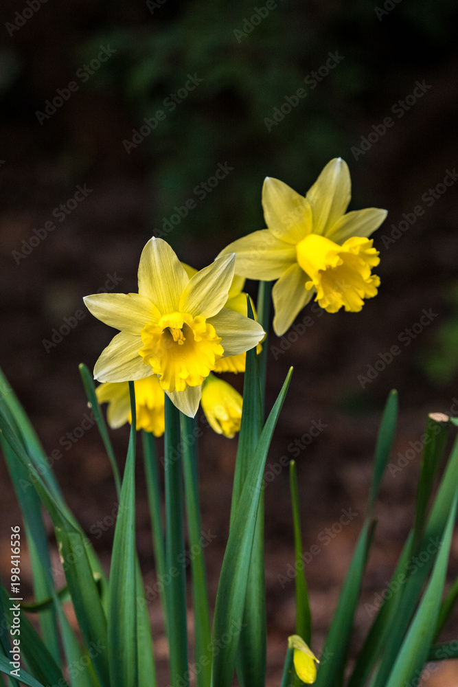 two blooming yellow Narcissus flower in the field in the shade two blooming yellow Narcissus flower in the field in the shade