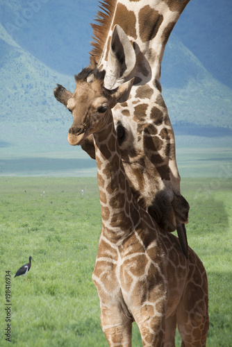 Canvas Print Giraffe mother and baby bath time in Africa