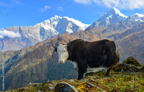 Black yak on mountain in Nepal photo