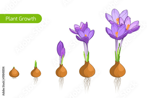 Flower plant growth concept vector design illustration. Crocus germination from corm bulb to sprouts to flower. Life cycle phases evolution. Isolated purple violet flowers on white background.