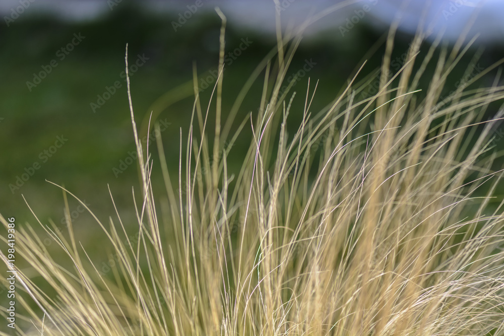 abstract dried yellow grasses against blurry background. abstract dried yellow grasses against blurry background.