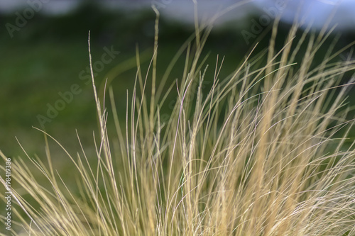 abstract dried yellow grasses against blurry background.