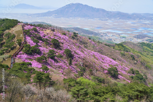 Goryeosan azalea festival photo