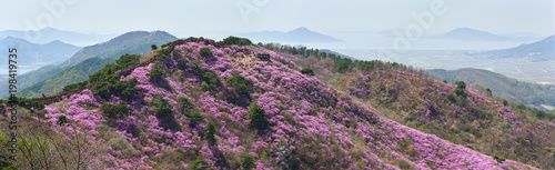 Goryeosan azalea festival